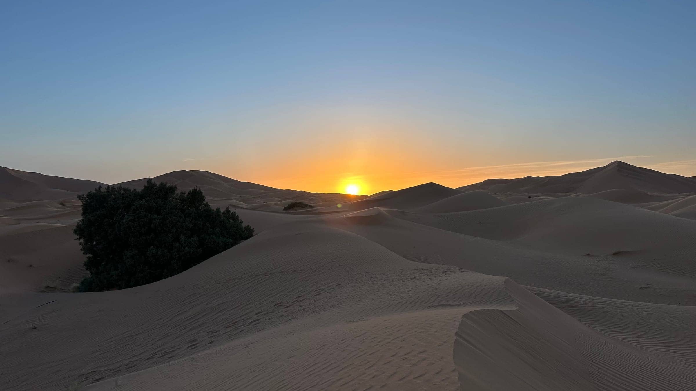 Sahara Desert Wildlife: The Animals That Call the Sand Home