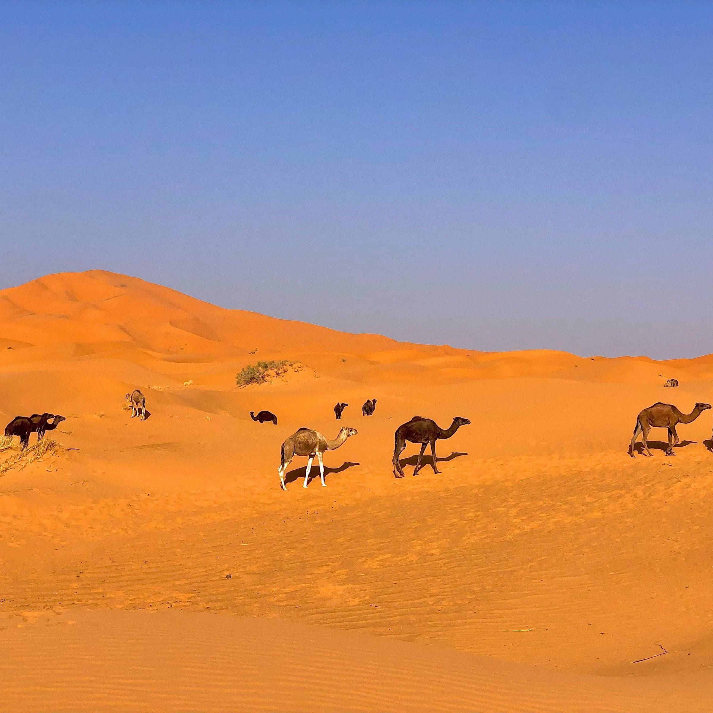 Camels crossing the golden dunes of Erg Chebbi
