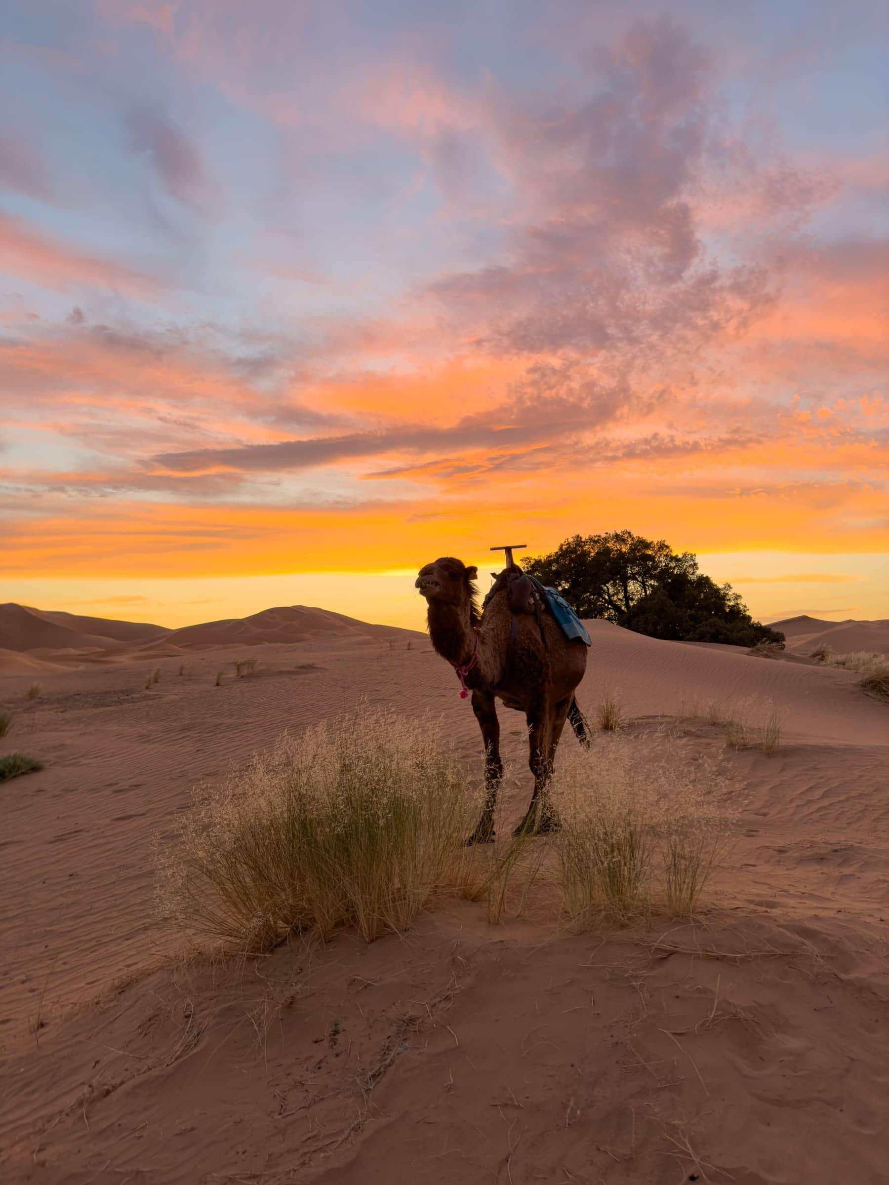 Sahara Desert landscape