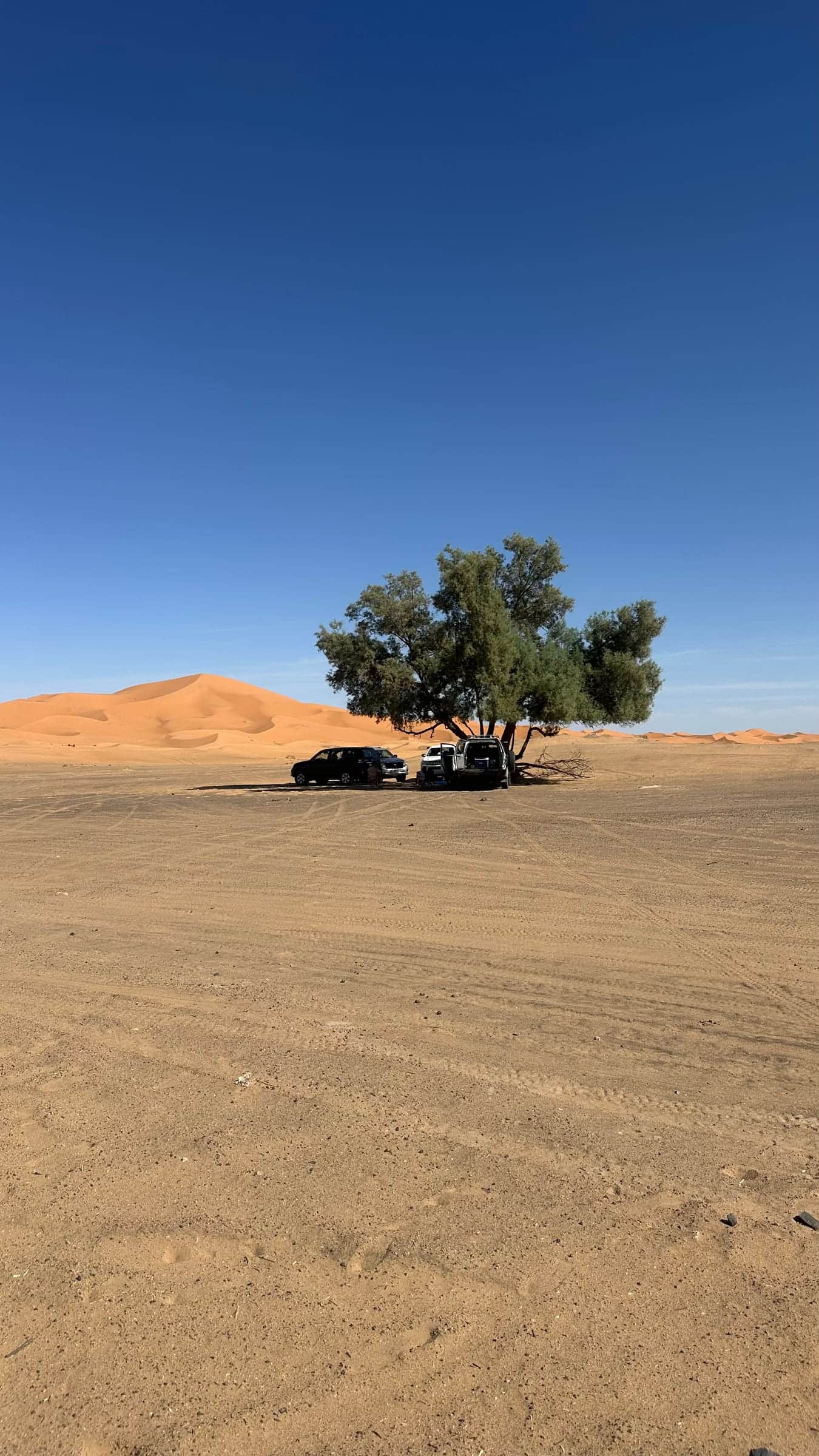 Camels in the Sahara Desert